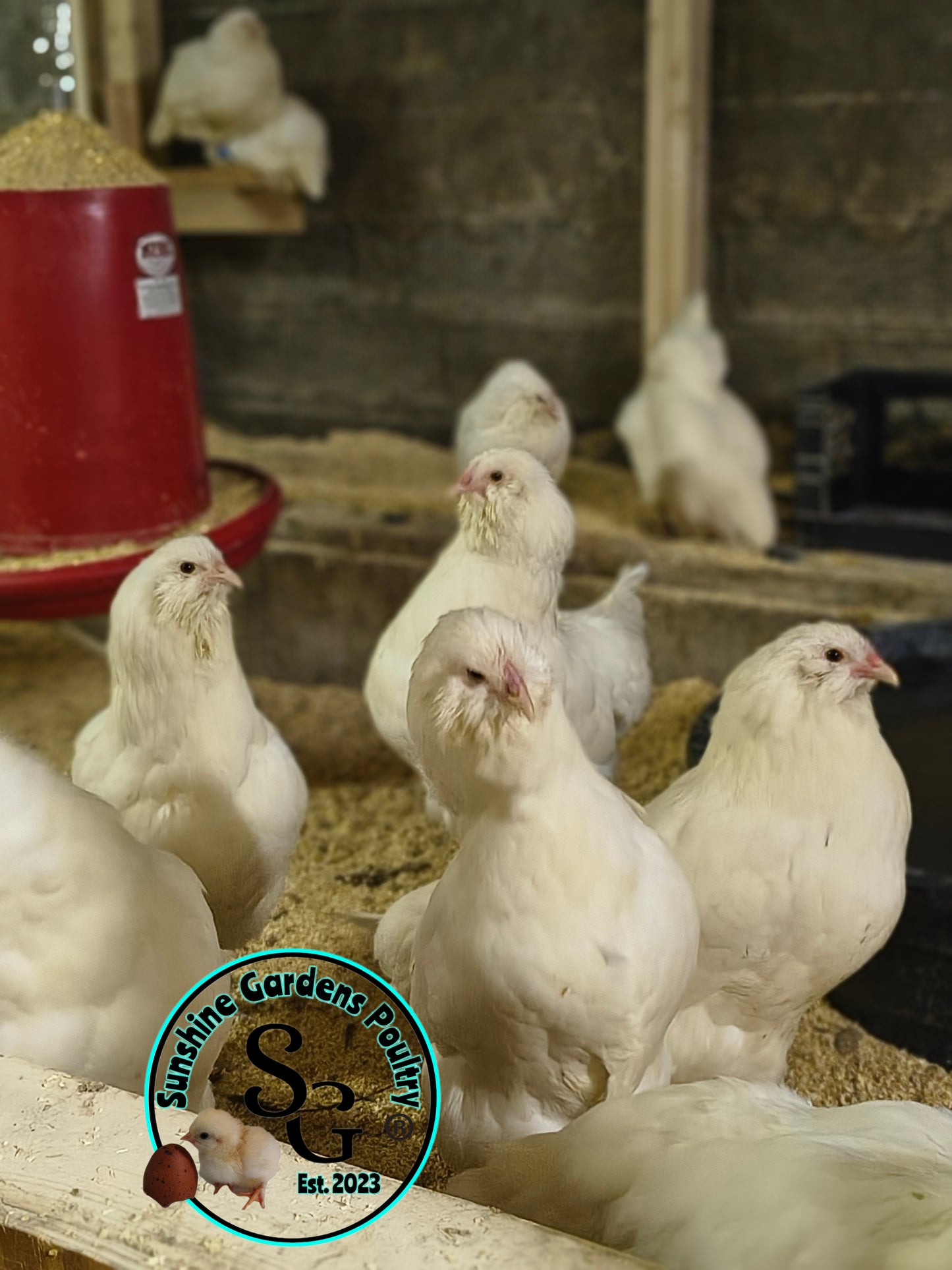 White Ameraucanas - Straight Run ONLY