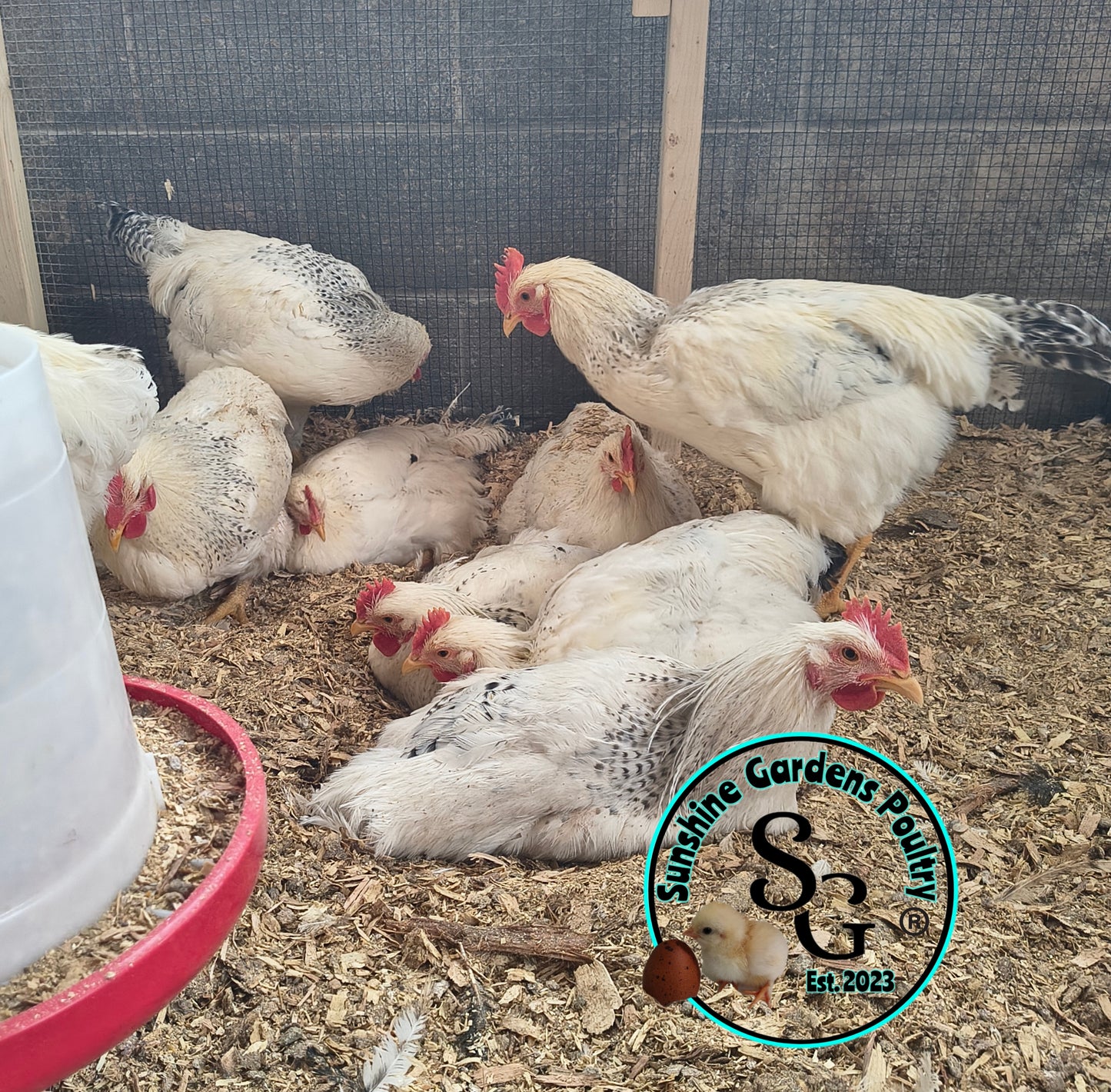 Delaware - Straight run ONLY*