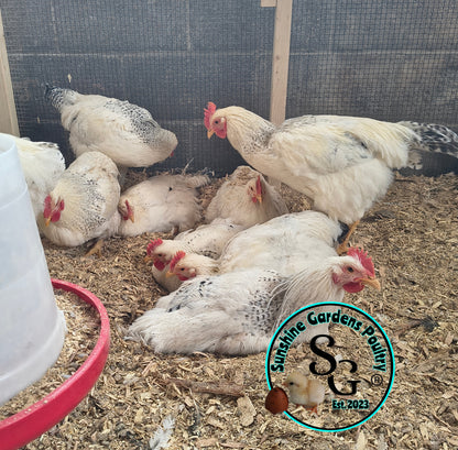 Delaware - Straight run ONLY*