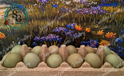 LOCAL PICK-UP Option: Lane Rae F1 Olive Eggers (LROE) - 12 Hatching Eggs*