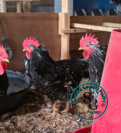 3/10/25 Mottled Java Cockerels