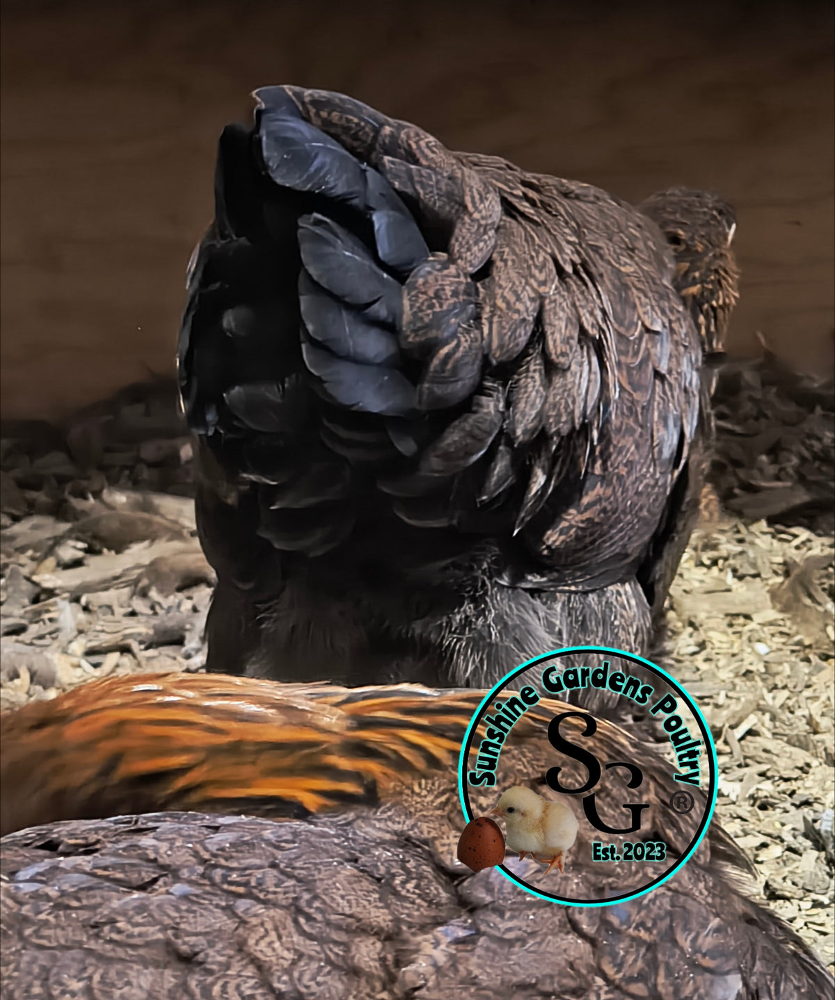 Partridge Chantecler - Straight run ONLY