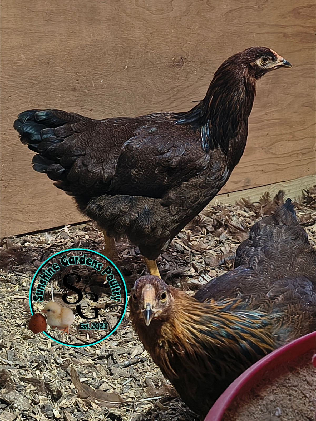 Partridge Chantecler - Straight run ONLY