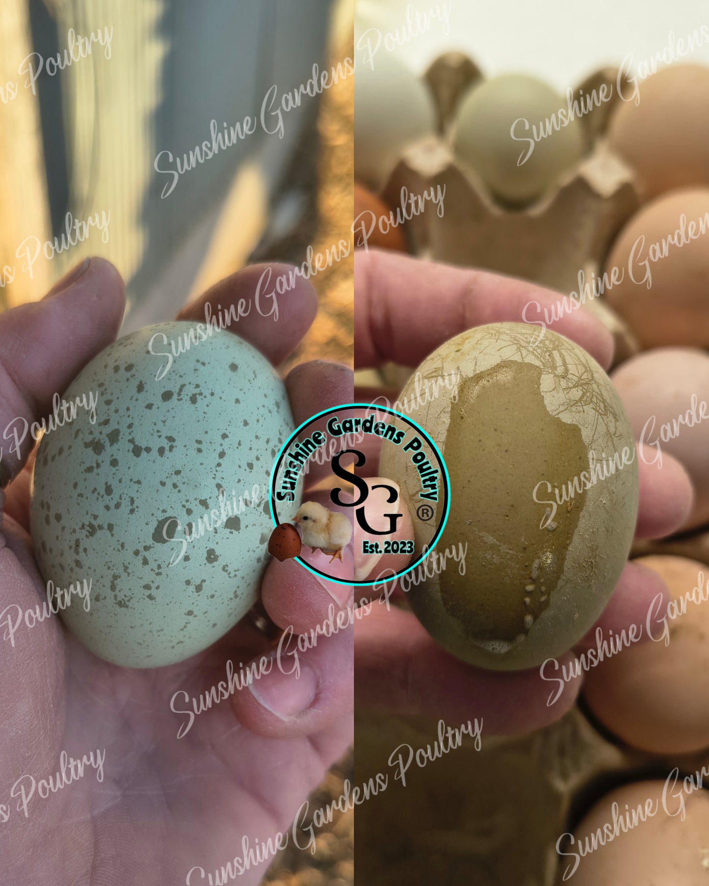 LOCAL PICK-UP Option: Christopher Lynn Rainbow Eggers (CLRE) - 6 Hatching Eggs*
