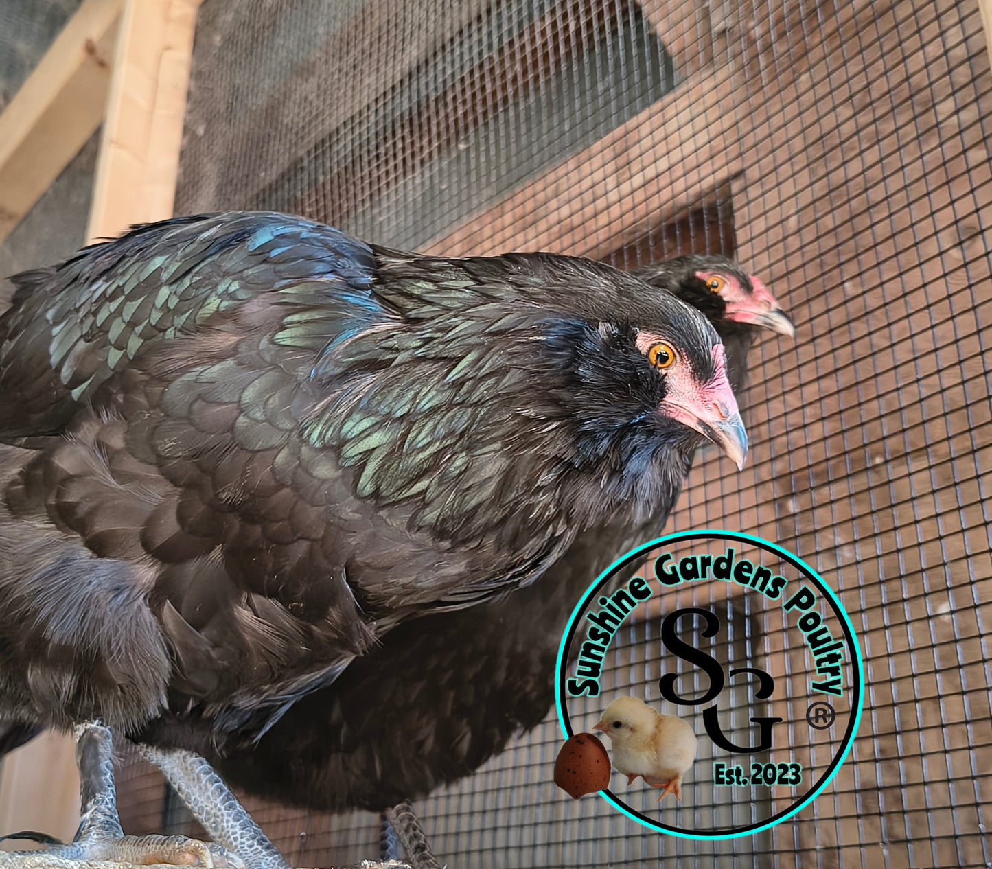 LOCAL PICK-UP Option: Christopher Lynn Rainbow Eggers (CLRE) - 12 Hatching Eggs*