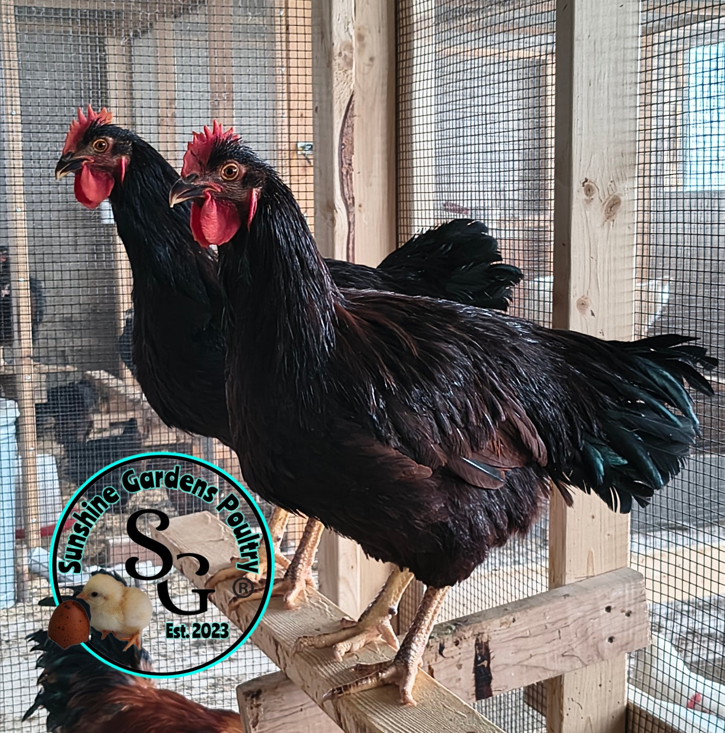 Heritage Rhode Island Reds - Straight Run ONLY*