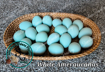 White Ameraucanas - Straight Run ONLY