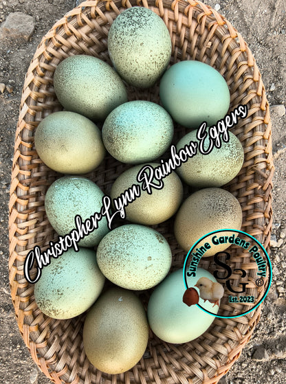 LOCAL PICK-UP Option: Christopher Lynn Rainbow Eggers (CLRE) - 12 Hatching Eggs*