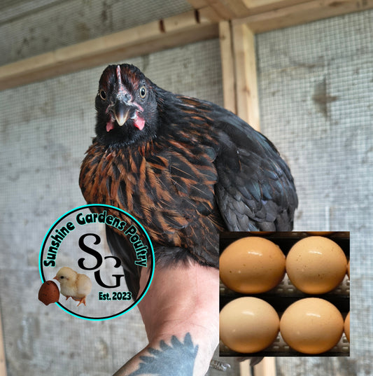 Black Sexlink pullets: 9-12 weeks old
