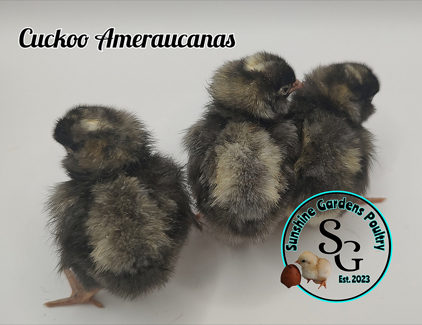 Cuckoo Ameraucanas - Straight run ONLY