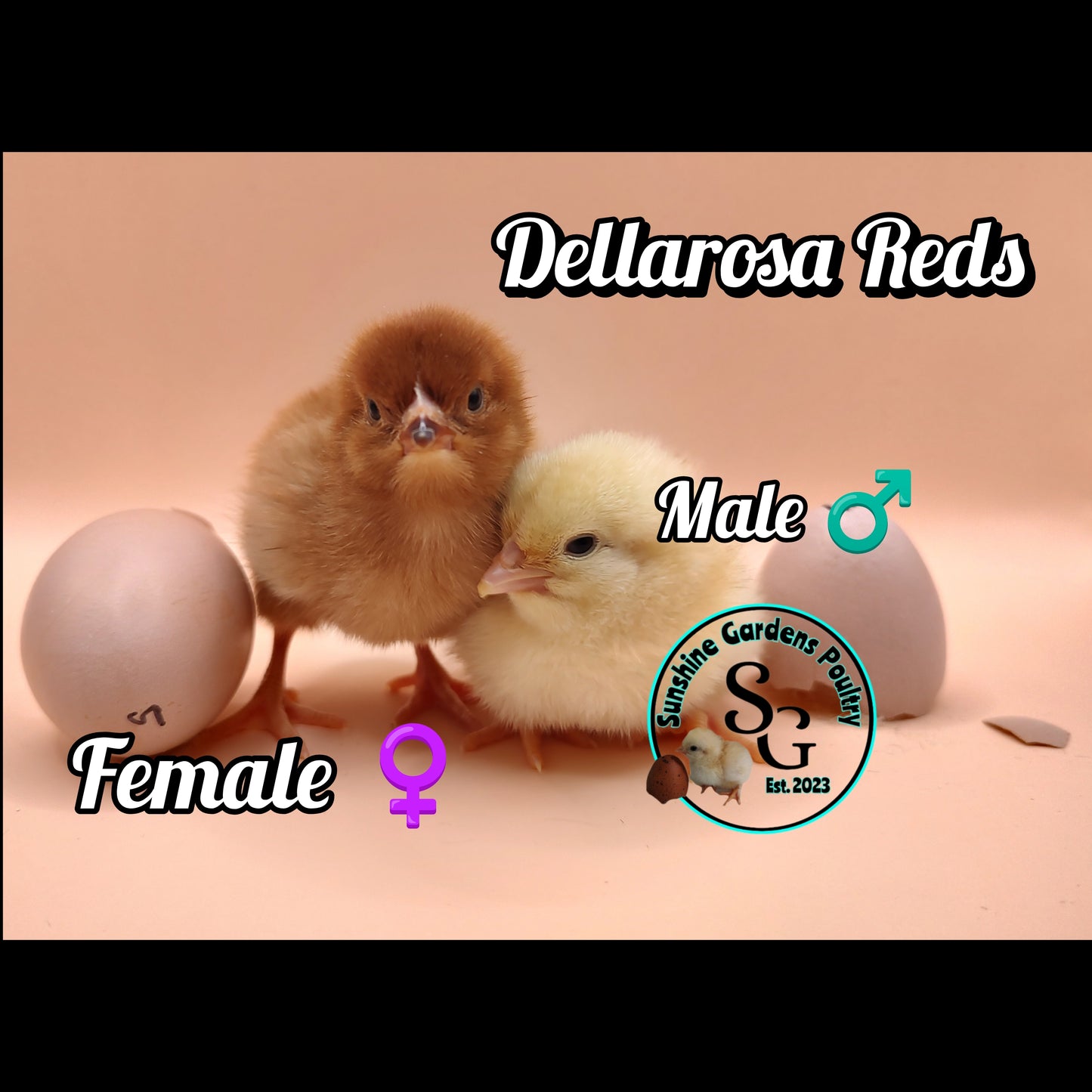 Dellarosa Reds: - Guaranteed FEMALE Chicks