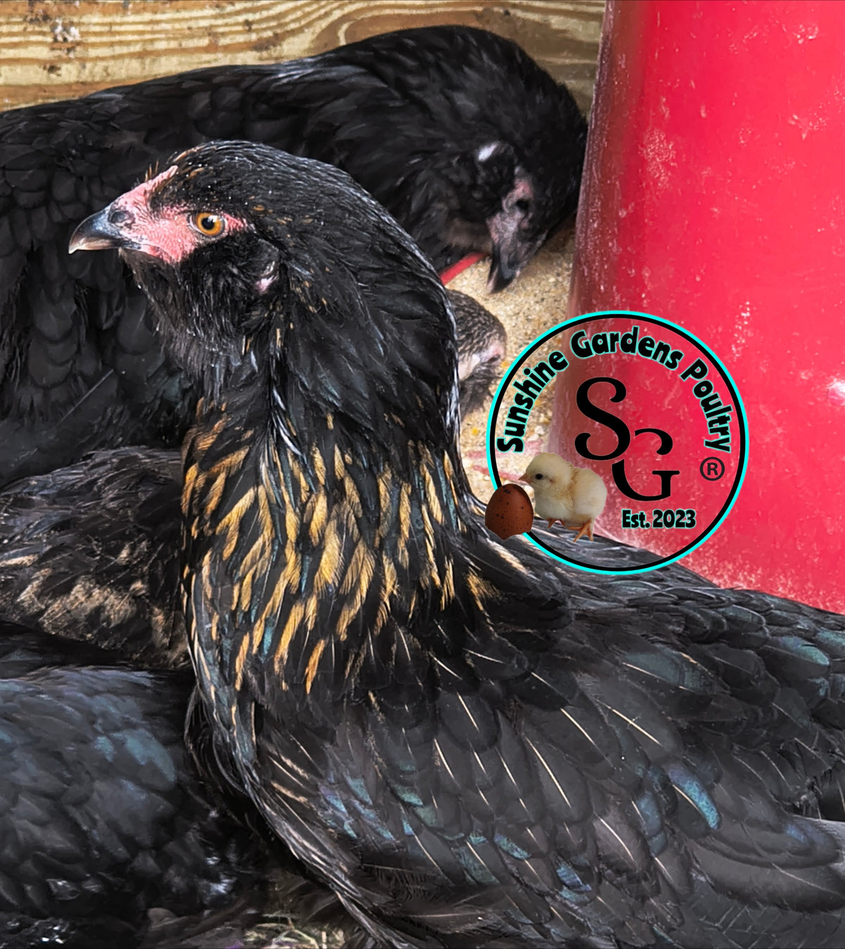 LOCAL PICK-UP Option: Christopher Lynn Rainbow Eggers (CLRE) - 12 Hatching Eggs*