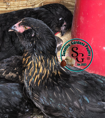 LOCAL PICK-UP Option: Christopher Lynn Rainbow Eggers (CLRE) - 12 Hatching Eggs*