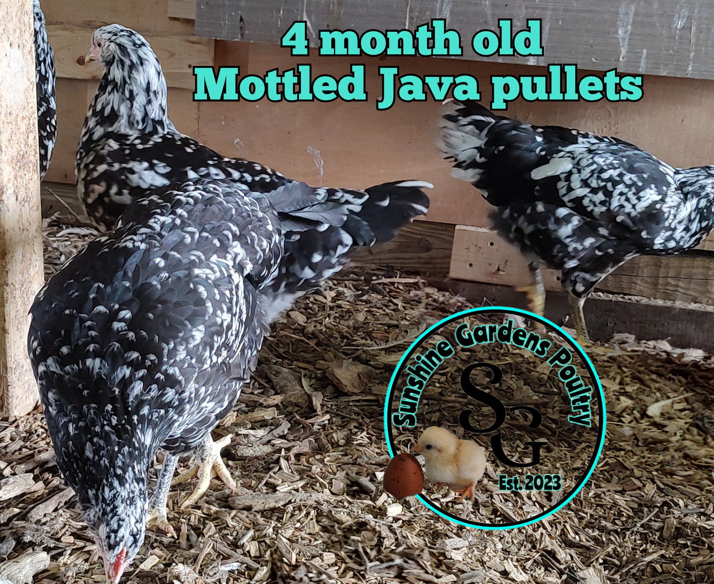 Mottled Java: 3-4 Months Old Pullet