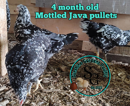 Mottled Java: 3-4 Months Old Pullet