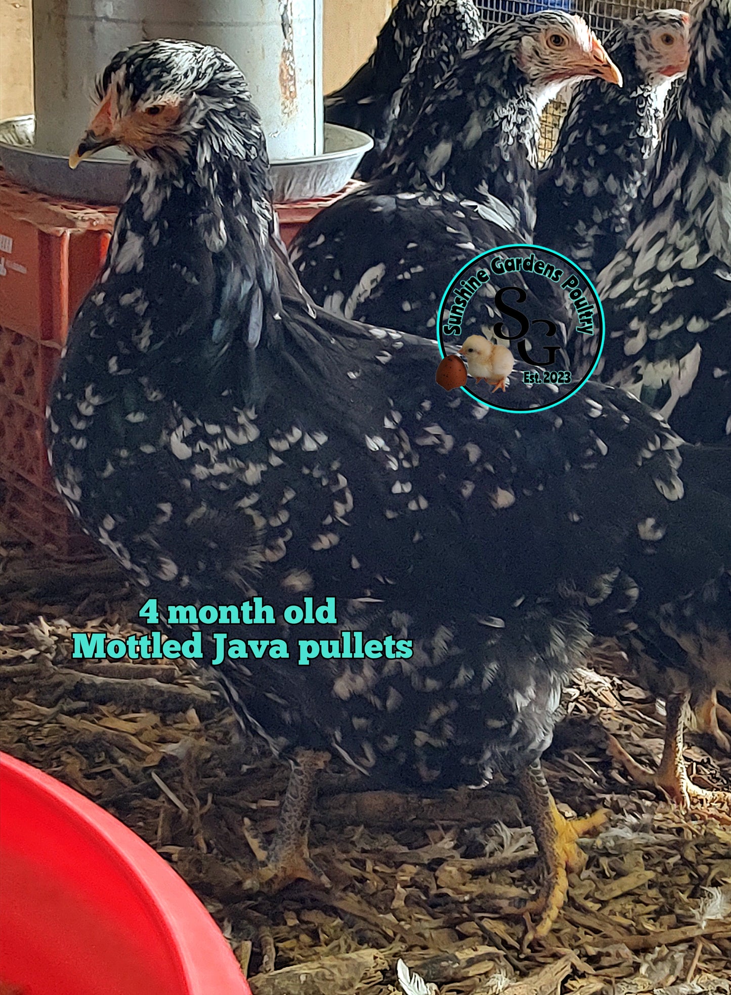 Mottled Java: 3-4 Months Old Pullet