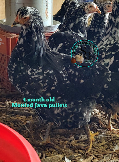 Mottled Java: 3-4 Months Old Pullet