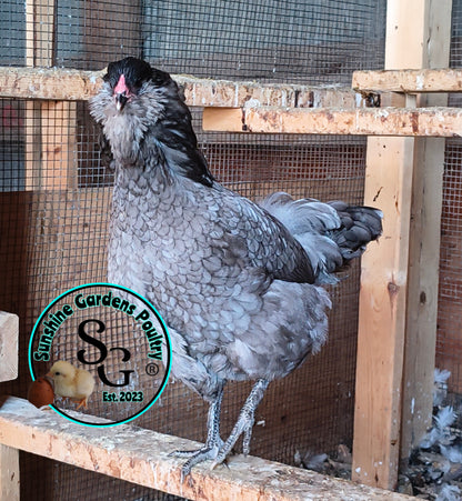 Rainbow Layers: 3-4 Month Old Pullet