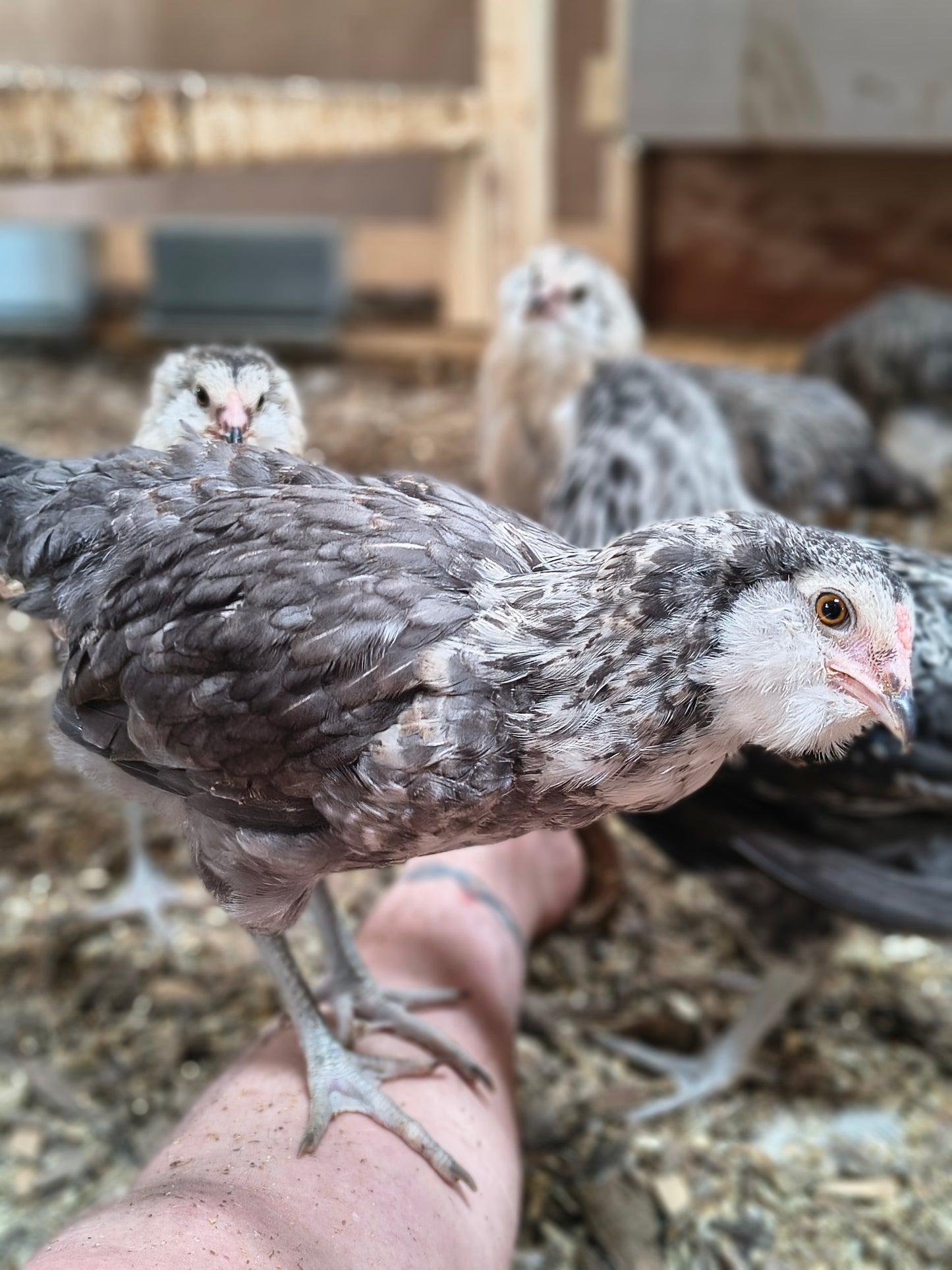 Blue Silver Ameraucana PAIR: 1 Male/ 1 Female - LOCAL PICK-UP ONLY