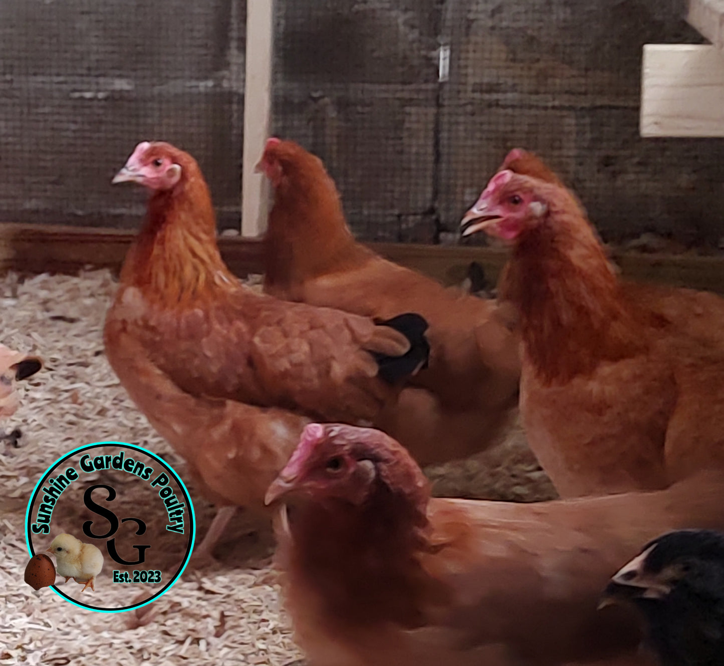 Black Tailed Red Marans (BTR): 4-6 Month Old Pullet