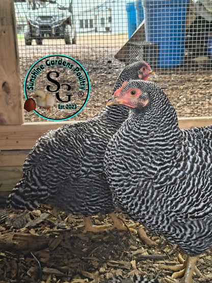 Heritage Plymouth Barred Rock - Straight run ONLY