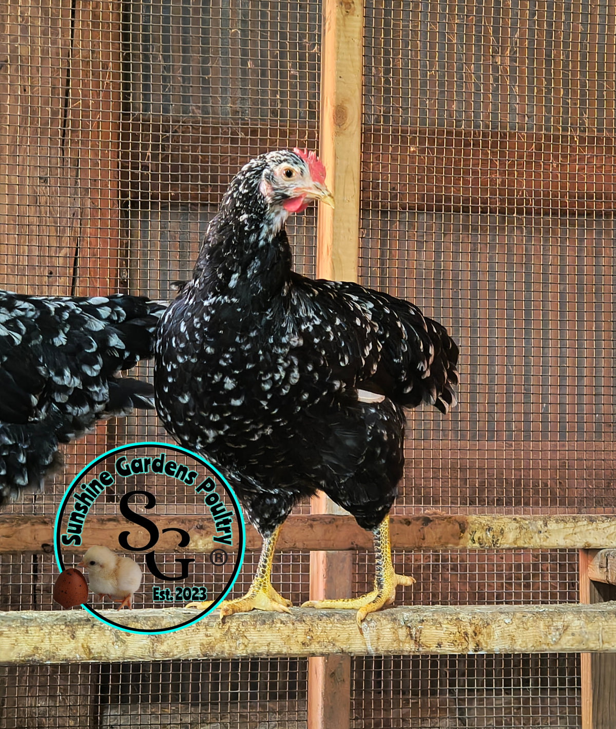 Shipping included: Mottled Java - 12 Hatching Eggs*