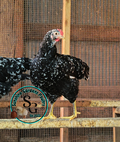 Shipping included: Mottled Java - 12 Hatching Eggs*