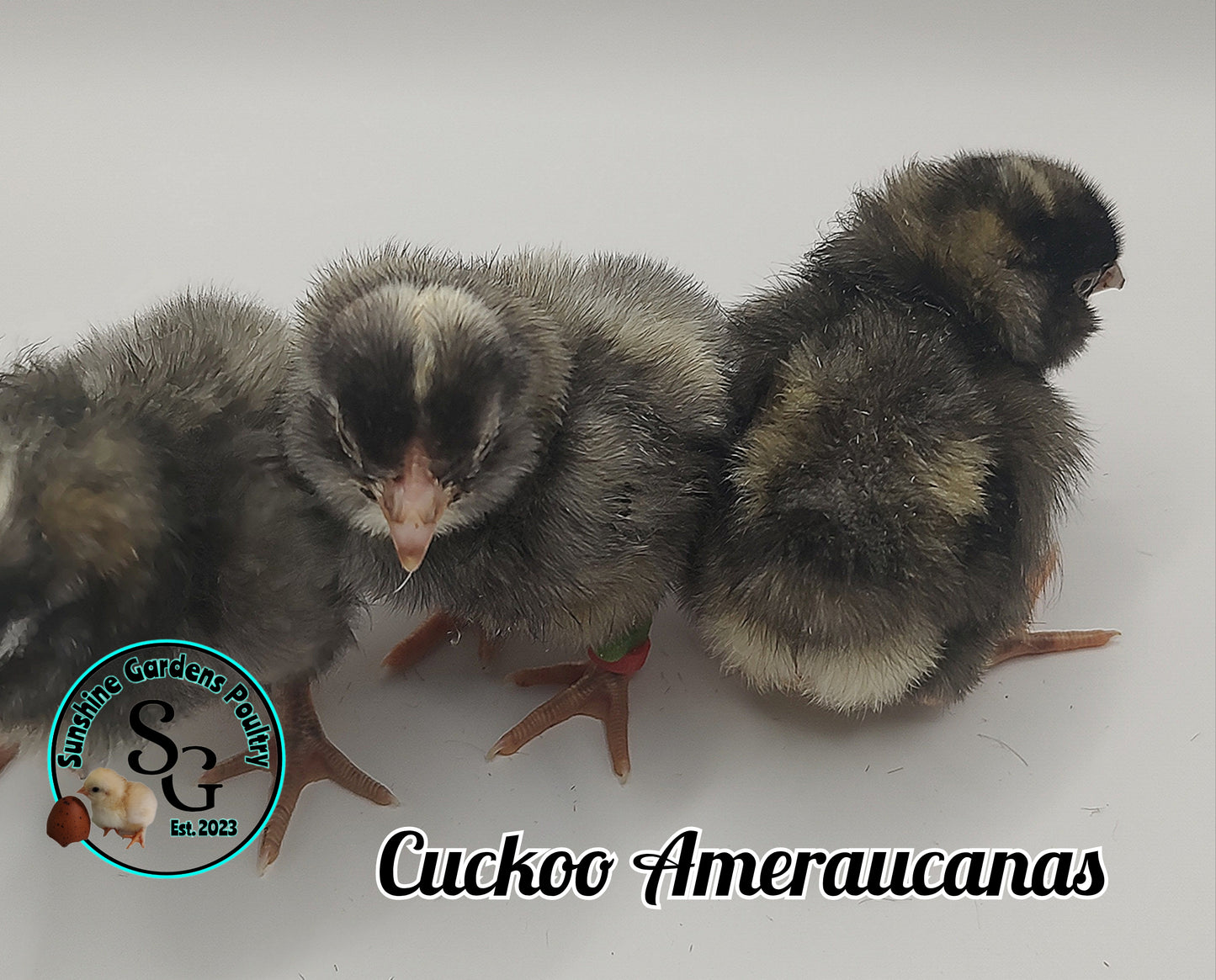 Cuckoo Ameraucanas - Straight run ONLY