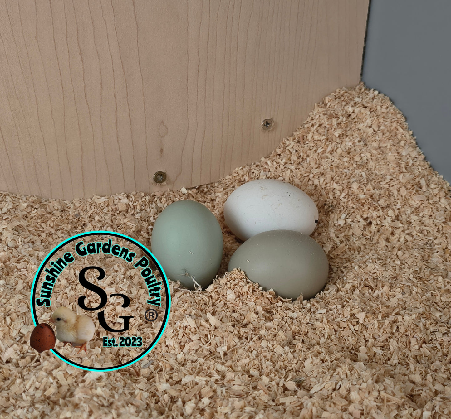 LOCAL PICK-UP Option: Rainbow Dozen - 12 Hatching Eggs*