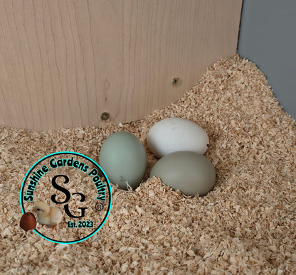 LOCAL PICK-UP Option: Rainbow Dozen - 12 Hatching Eggs*