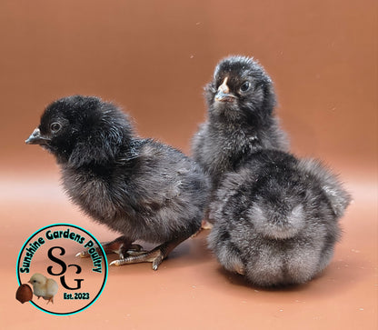 Shipping included: Lane Rae F1 Olive Eggers (LROE) - 12 Hatching Eggs*