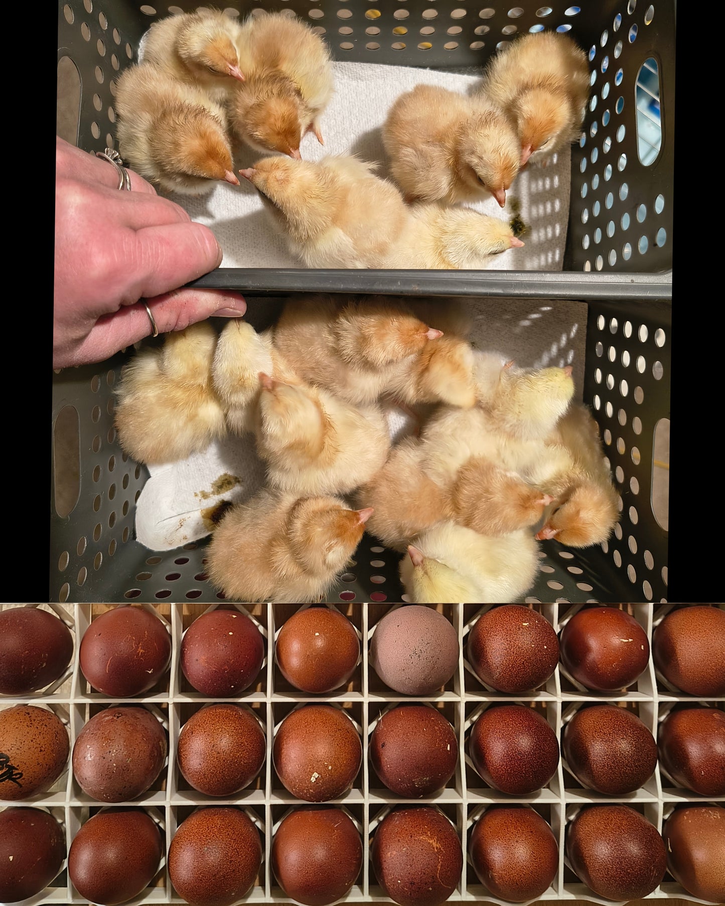 Black Tailed Red Marans (BTR) - Straight run ONLY*