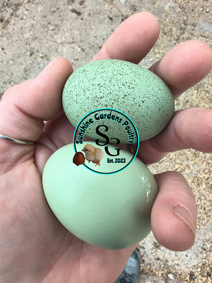 LOCAL PICK-UP Option: Christopher Lynn Rainbow Eggers (CLRE) - 12 Hatching Eggs*