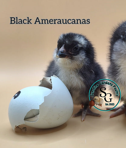 Black Ameraucanas - Straight run ONLY