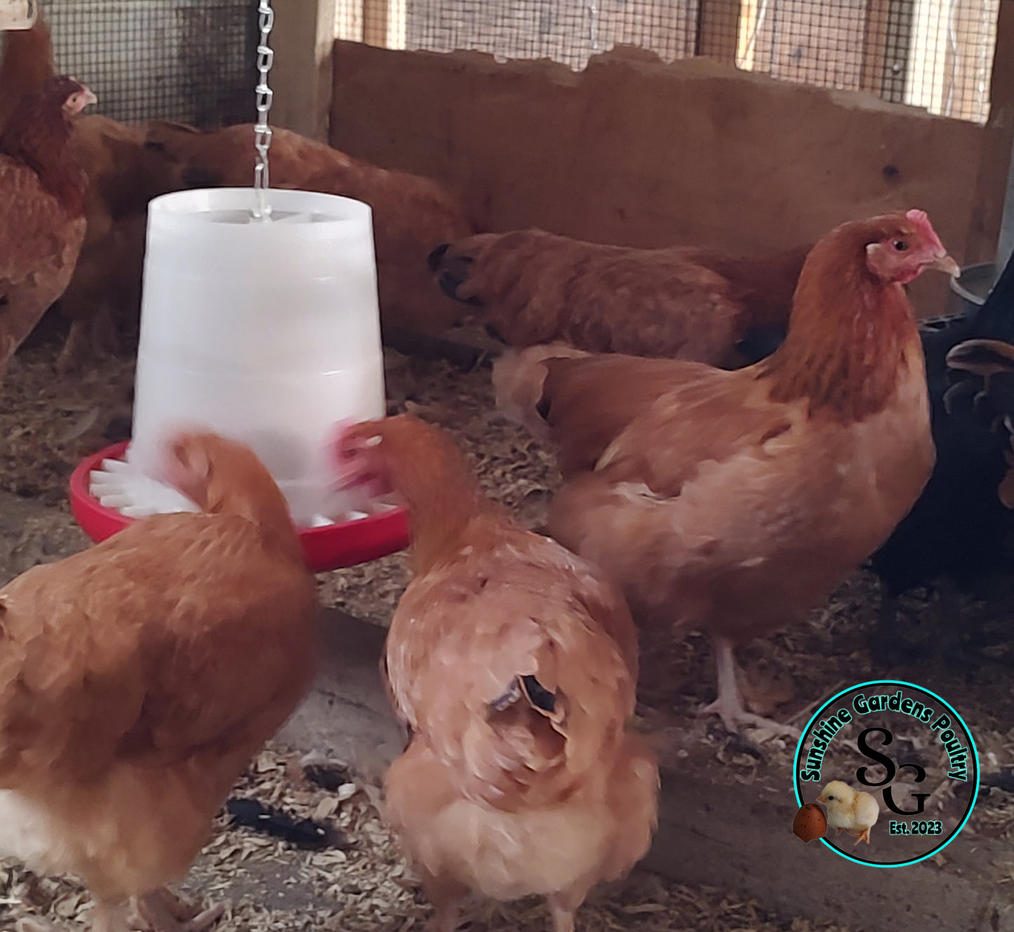 Black Tailed Red Marans (BTR): 3-4 Month Old Pullet