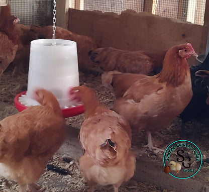 Black Tailed Red Marans (BTR): 3-4 Month Old Pullet