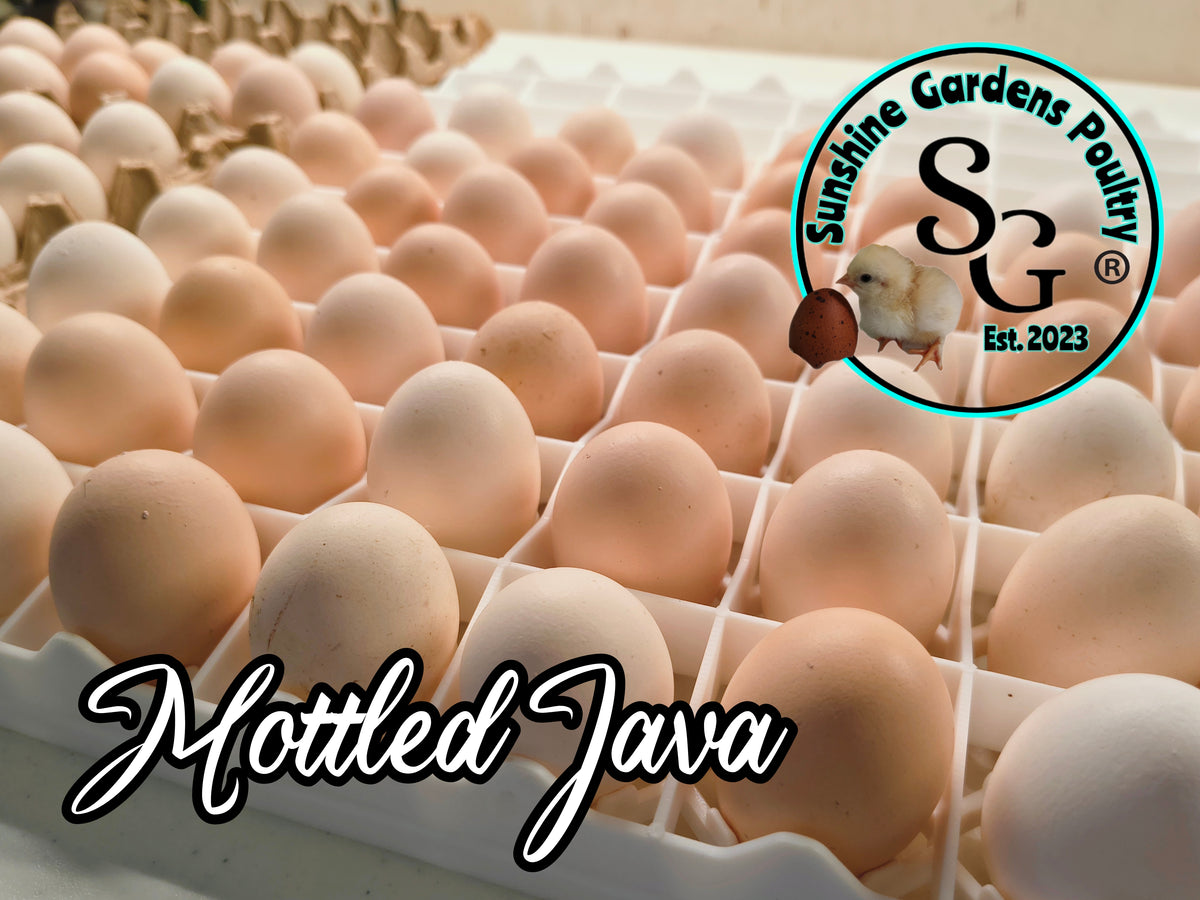 Shipping included: Mottled Java - 12 Hatching Eggs*