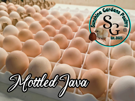 LOCAL PICK-UP Option: Mottled Java - 12 Hatching Eggs*