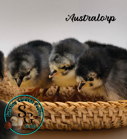 Australorp: Straight run ONLY