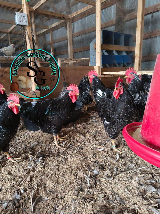 3/10/25 Mottled Java Cockerels