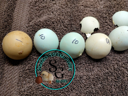 Rainbow Layers: Pullet 6-8 weeks old