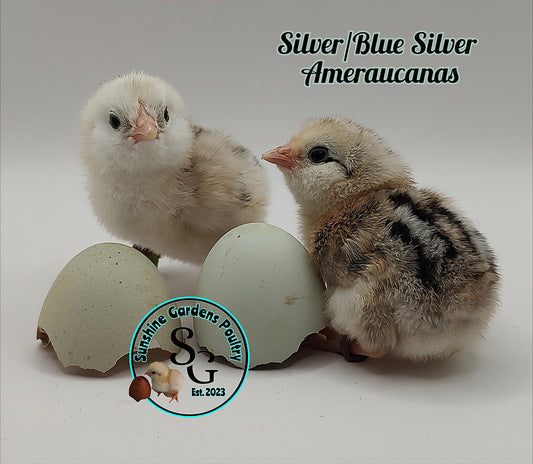 Silver & Blue Silver Ameraucanas - Straight run ONLY