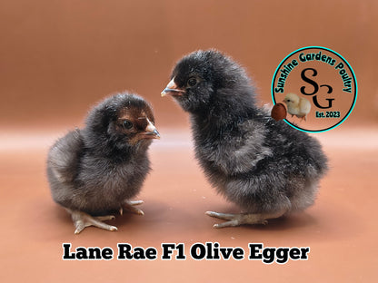 Shipping included: Lane Rae F1 Olive Eggers (LROE) - 12 Hatching Eggs*