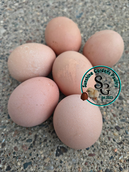 Rainbow Dozen - 12 Hatching Eggs*