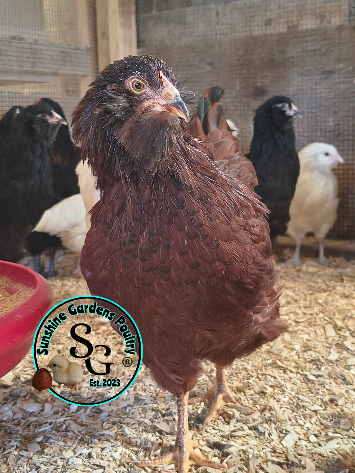 LOCAL PICK-UP Option: Christopher Lynn Rainbow Eggers (CLRE) - 12 Hatching Eggs*
