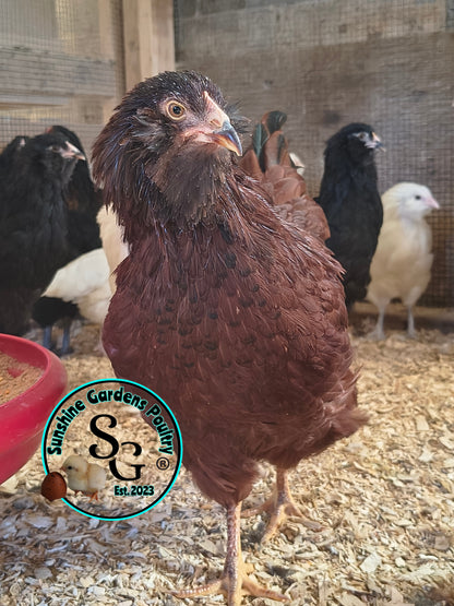 LOCAL PICK-UP Option: Christopher Lynn Rainbow Eggers (CLRE) - 12 Hatching Eggs*