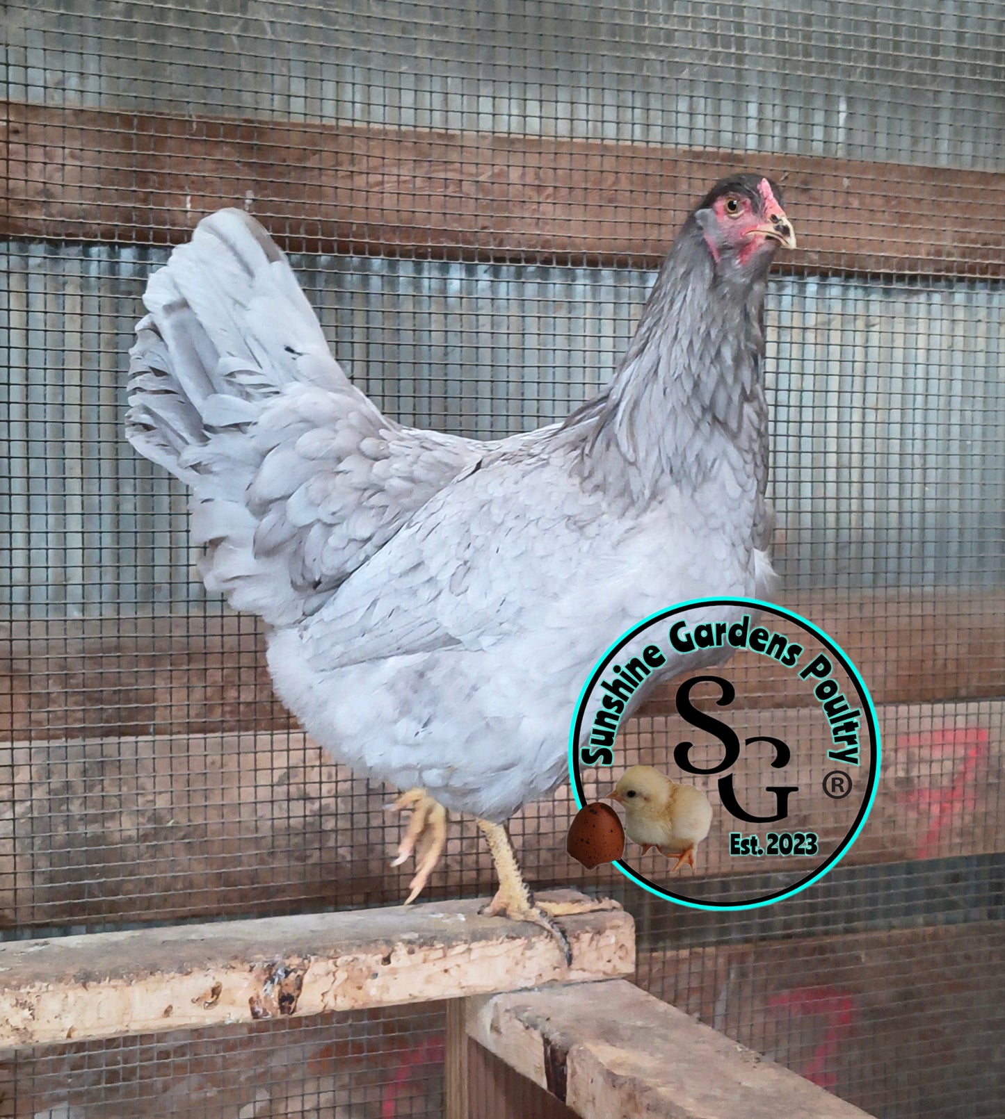 LOCAL PICK-UP Option: Christopher Lynn Rainbow Eggers (CLRE) - 12 Hatching Eggs*