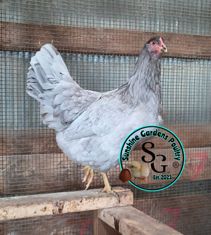 LOCAL PICK-UP Option: Christopher Lynn Rainbow Eggers (CLRE) - 12 Hatching Eggs*