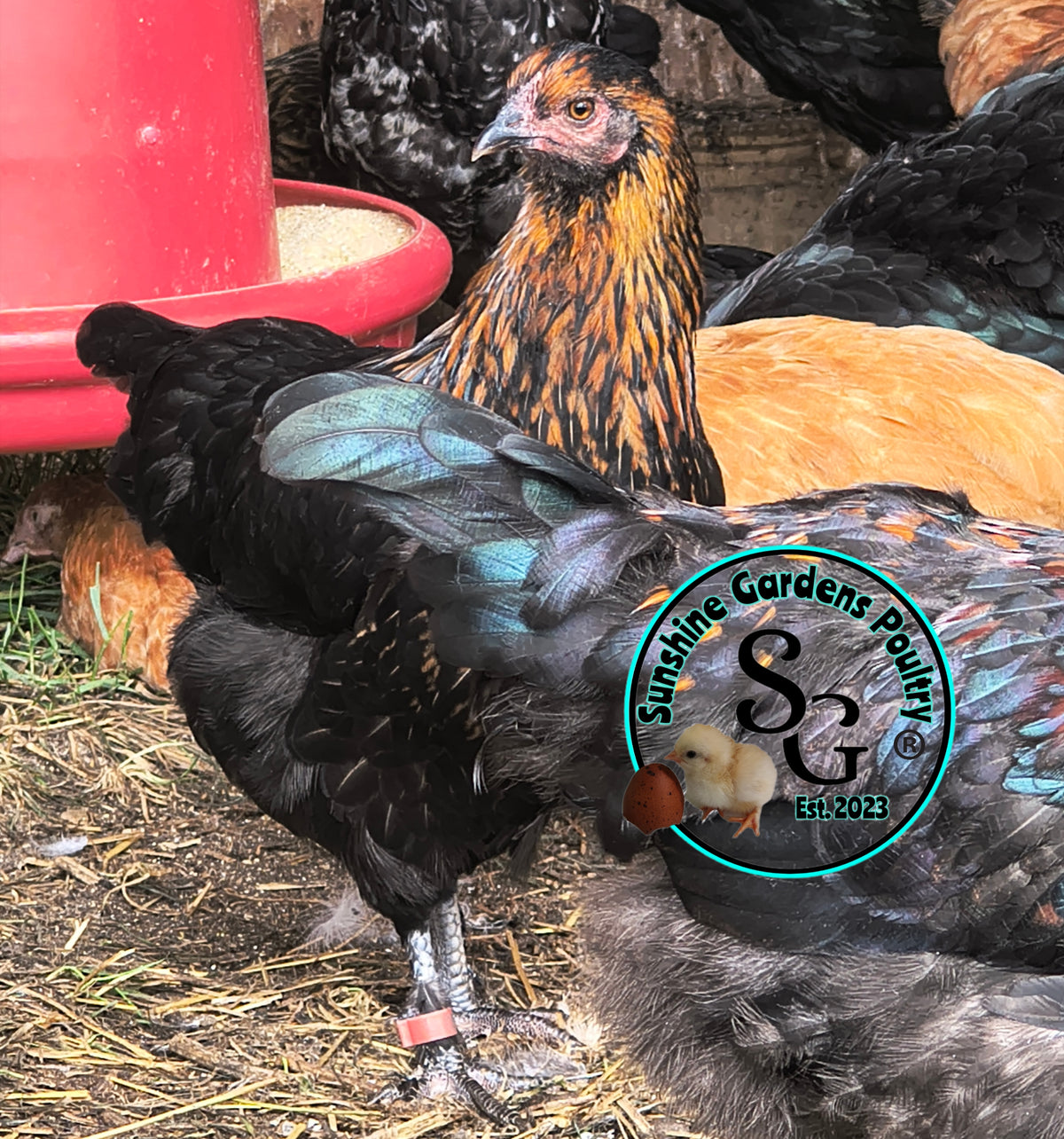 LOCAL PICK-UP Option: Christopher Lynn Rainbow Eggers (CLRE) - 12 Hatching Eggs*