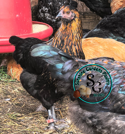 LOCAL PICK-UP Option: Christopher Lynn Rainbow Eggers (CLRE) - 12 Hatching Eggs*